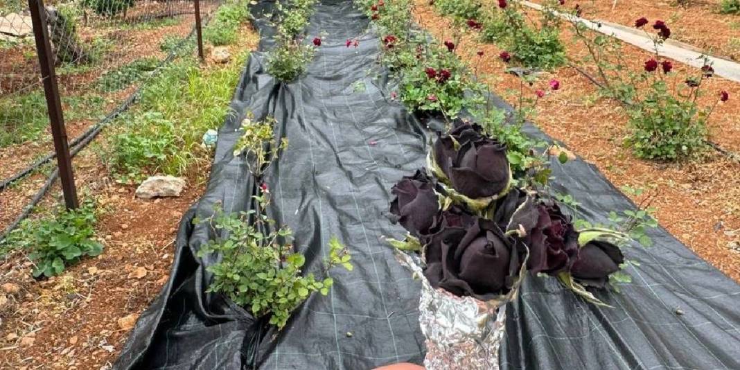 Dünyada nadir, Türkiye’de ise sadece Şanlıurfa’da bulunuyor! Herkes onun peşinde: Nadide bitkinin hasadına başlandı 1